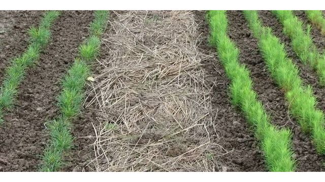 Органическое земледелие на даче с нуля — видео. С чего начать природное земледелие и устройство умных грядок