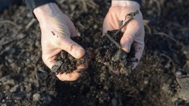 Как обеззаразить почву в теплице весной и осенью