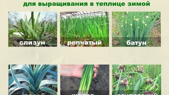 Как выращивать лук в на зелень теплице зимой