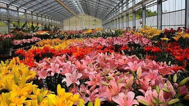 Выращивание цветов в теплице как бизнес: где организовать тепличное хозяйство? Вложения и окупаемость, реализация продукции
